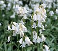 Hyacinthoides Hispanica